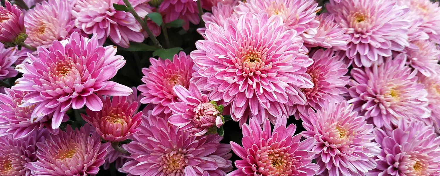 chrysanthemum