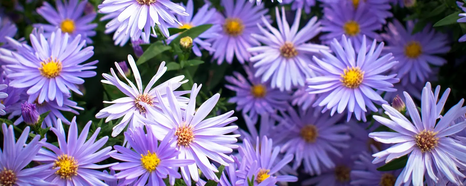 September Birth Flower + More: Aster