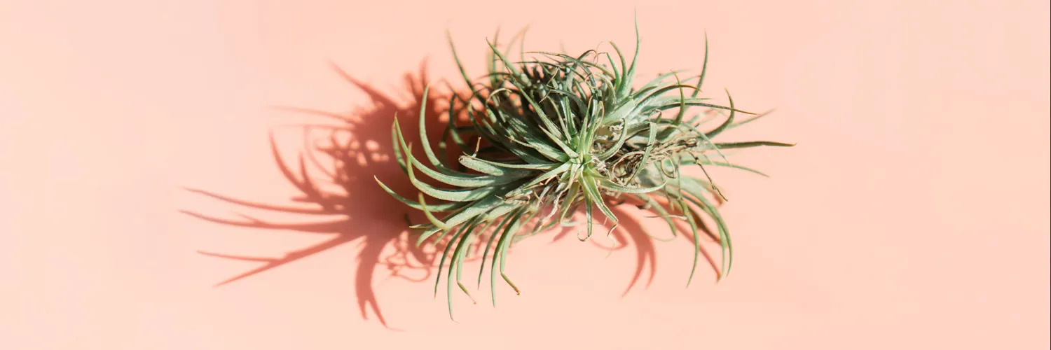 air-plant-care-thumb