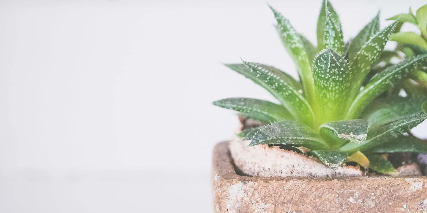 aloe-vera-care-guide-thumbnail