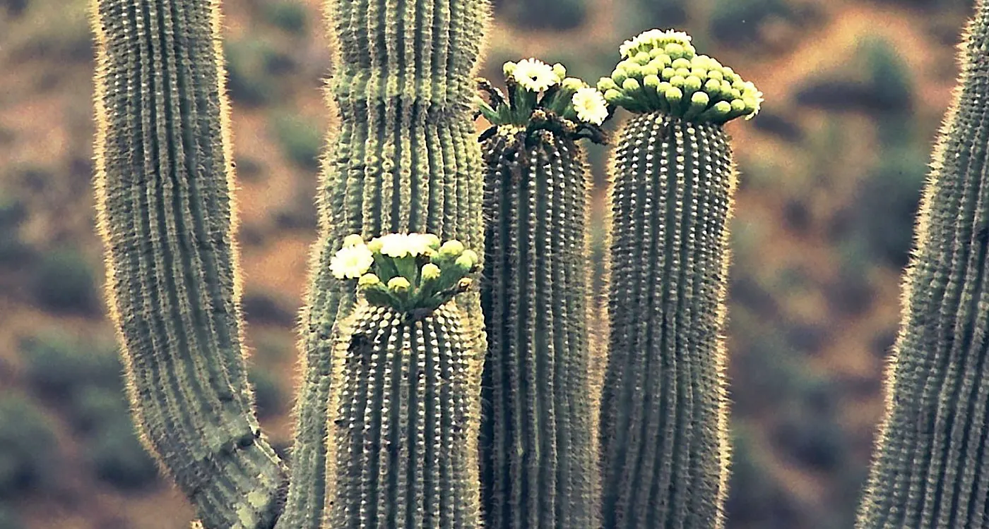 Arizona State Flower – Saguaro
