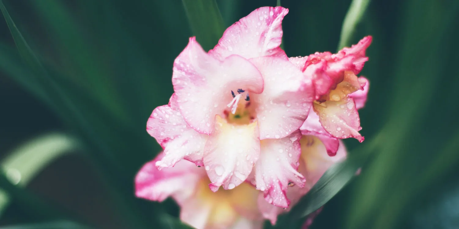 august-birth-flower-thumbnail