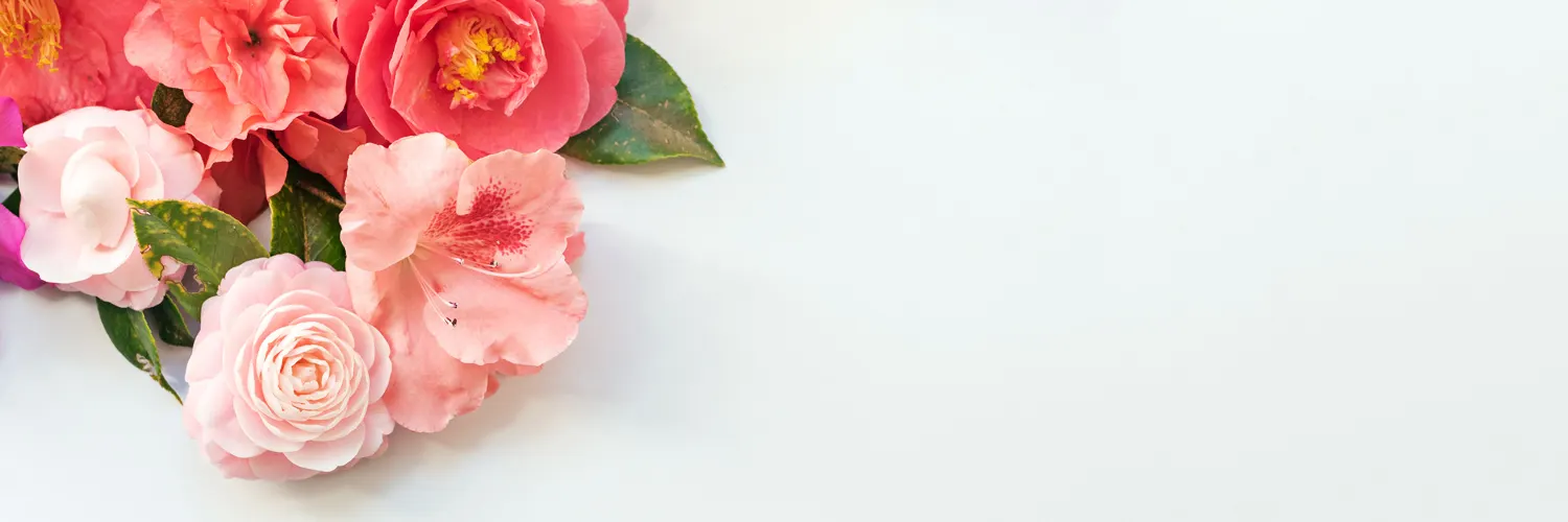 azalea-care-thumb-1