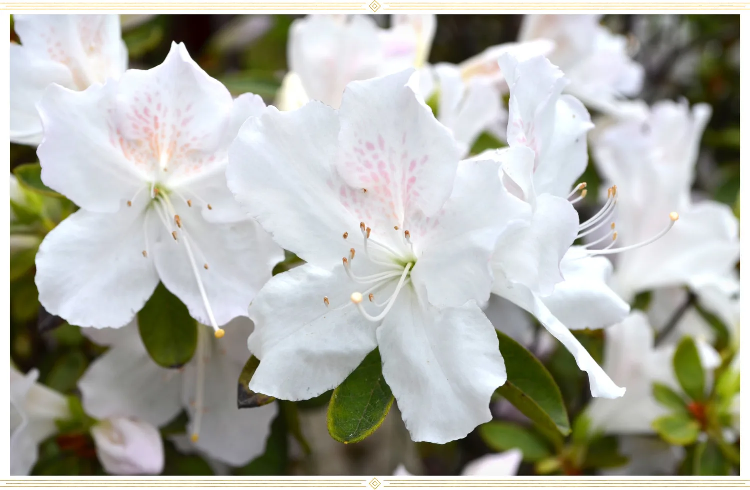azalea-care-white-evergreen-1
