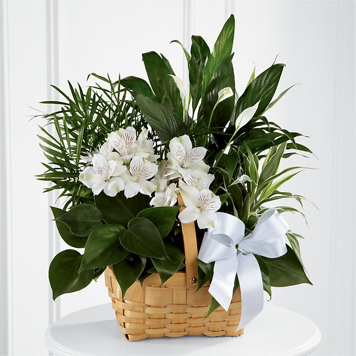 product image for Peace & Serenity Dishgarden