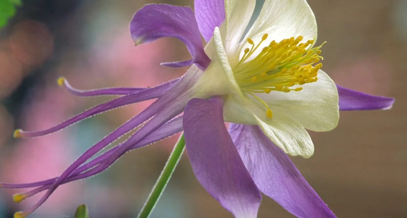 Colorado State Flower – The White and Lavender Columbine