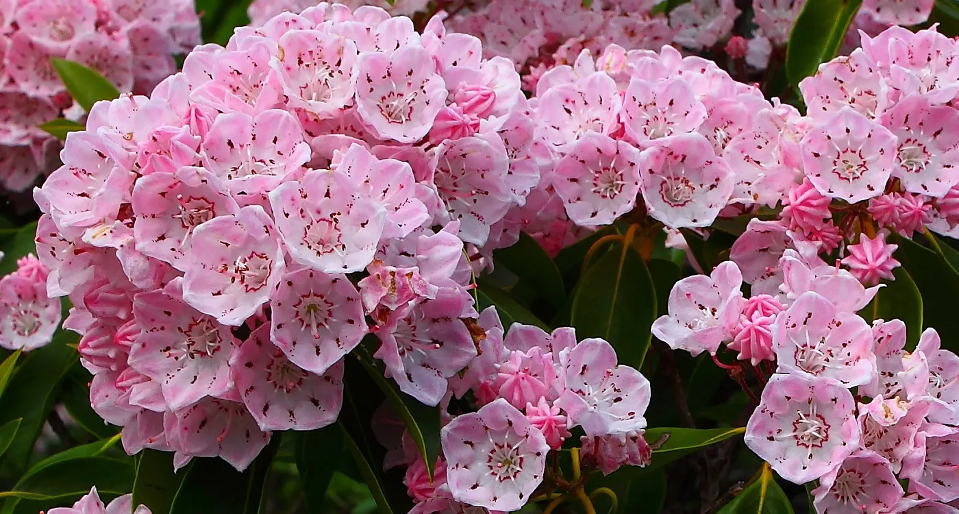 Connecticut State Flower - Mountain Laurel