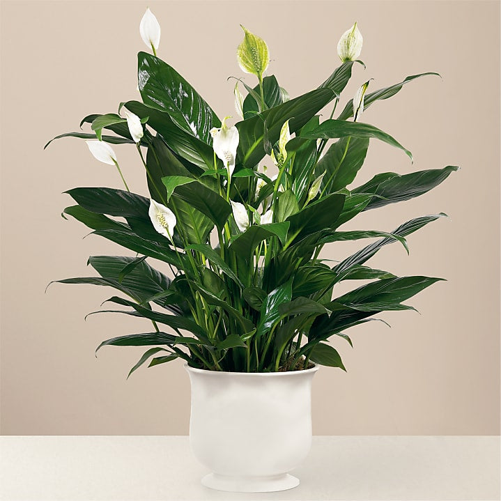 product image for Comfort Planter