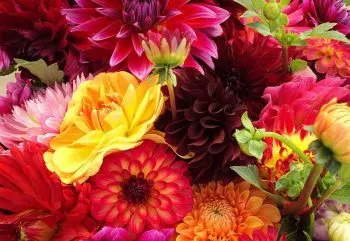 cut-flowers-thumb