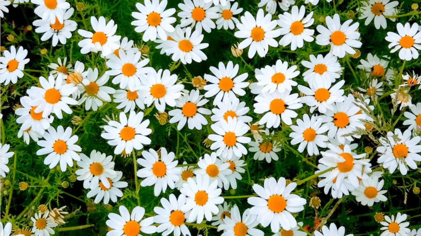 april-birth-flower-daisy-hero