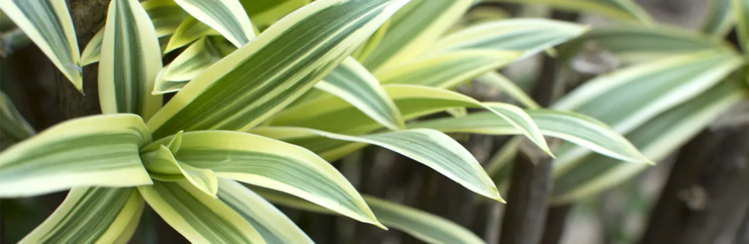 dracaena-care