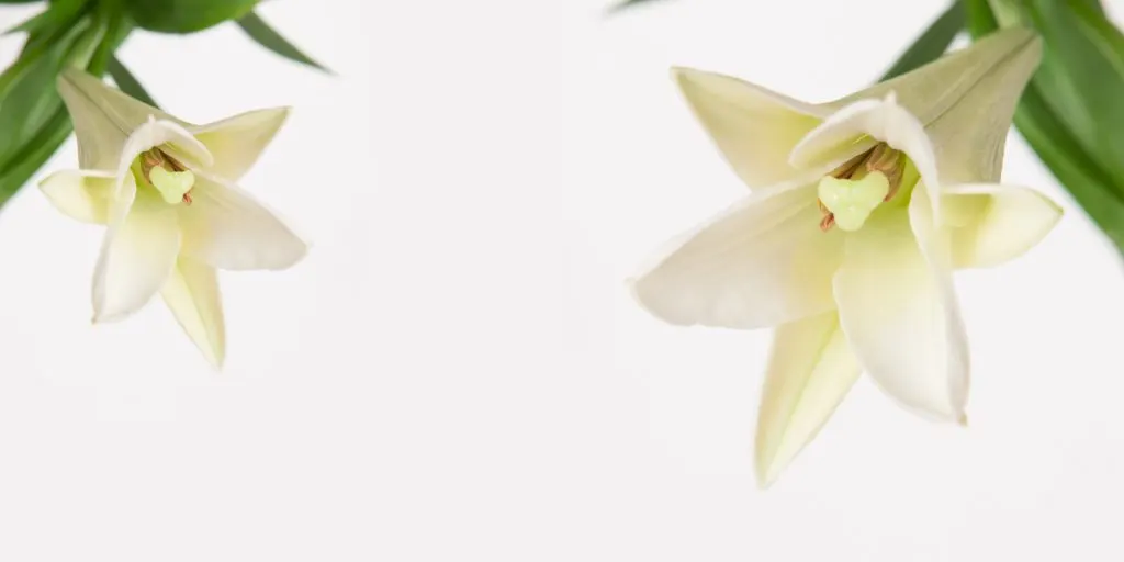 EasterLily-Thumb