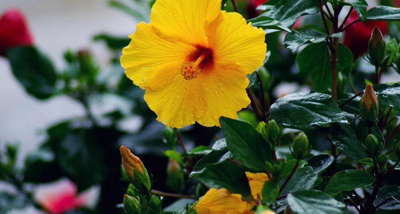 Hawaii State Flower