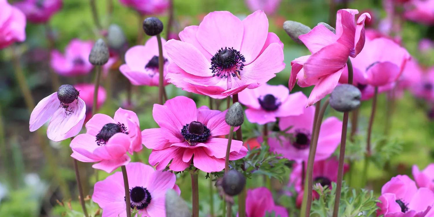 350thumb-anemone