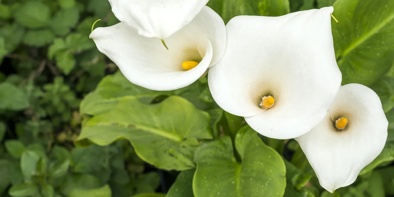 350thumb-calla-lily