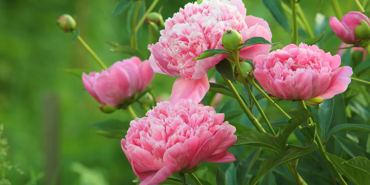 350thumb-peony