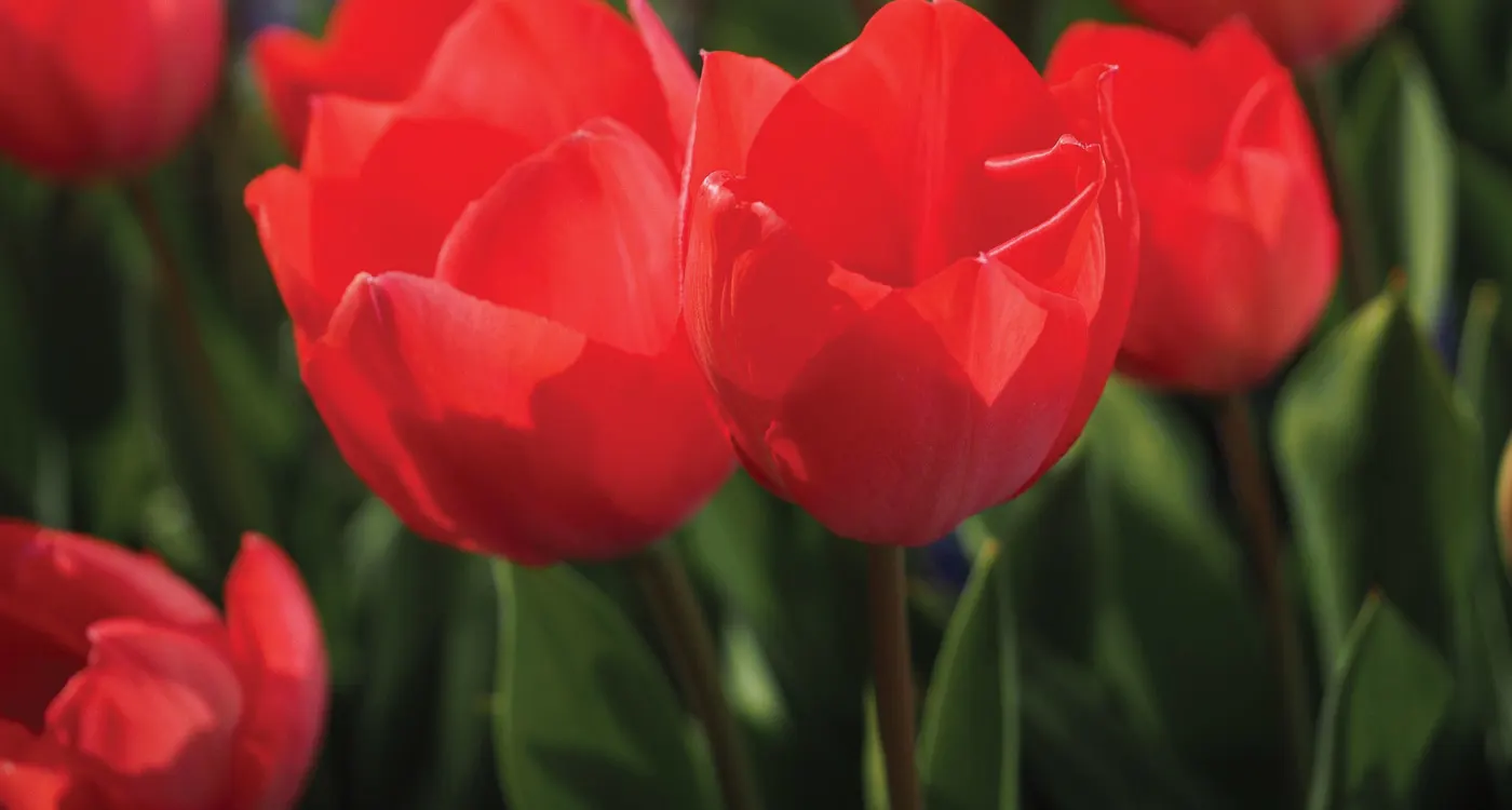 41 Types of Red Flowers