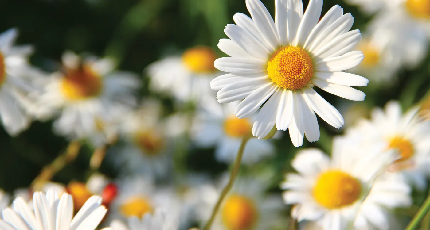 hero-white-flowers