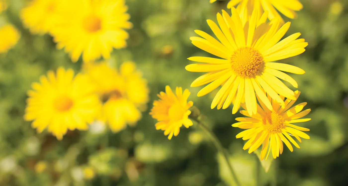 hero-yellow-flowers