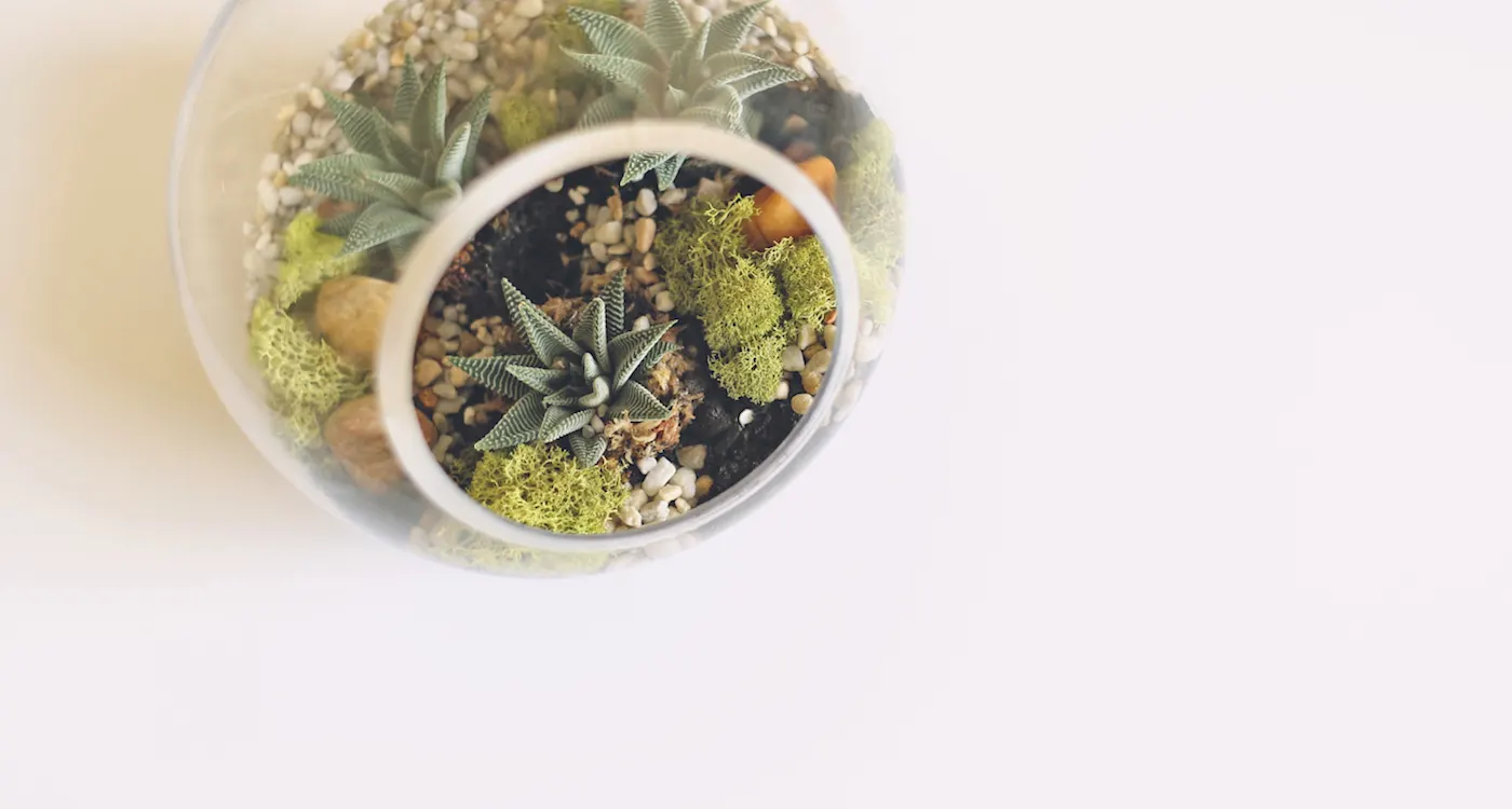 SucculentThumbnail