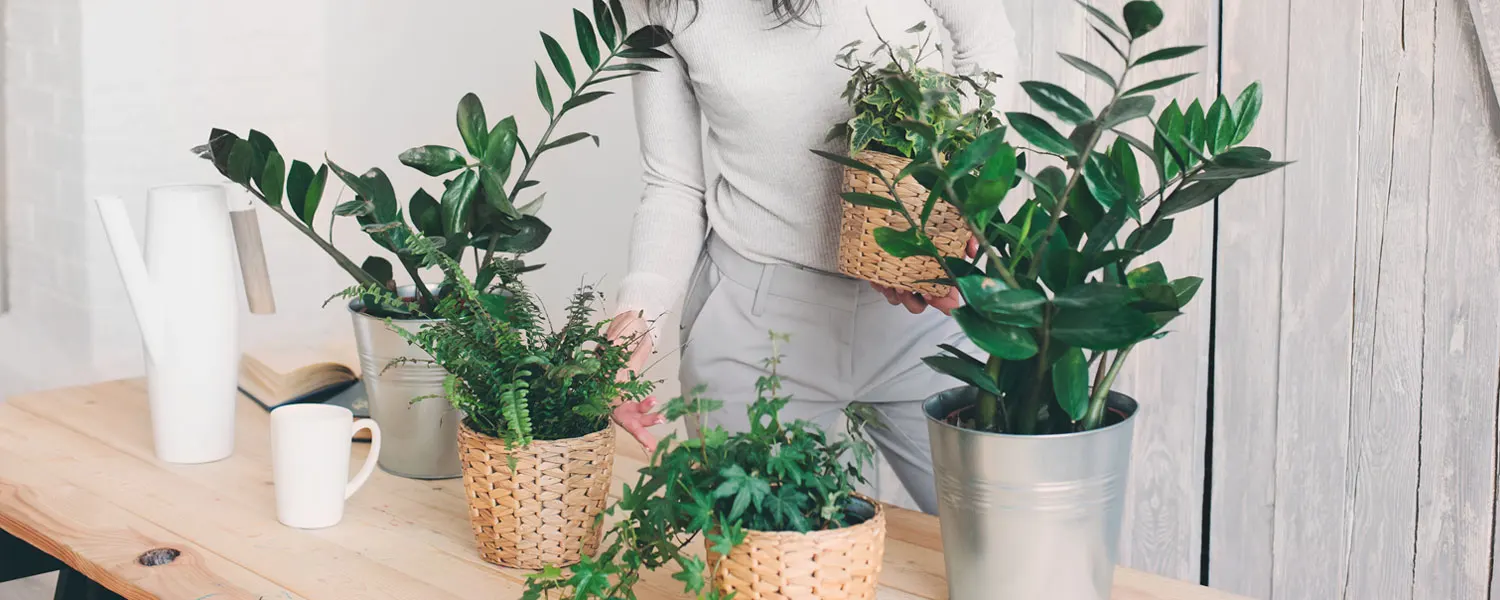 homemade-plant-food-THUMB