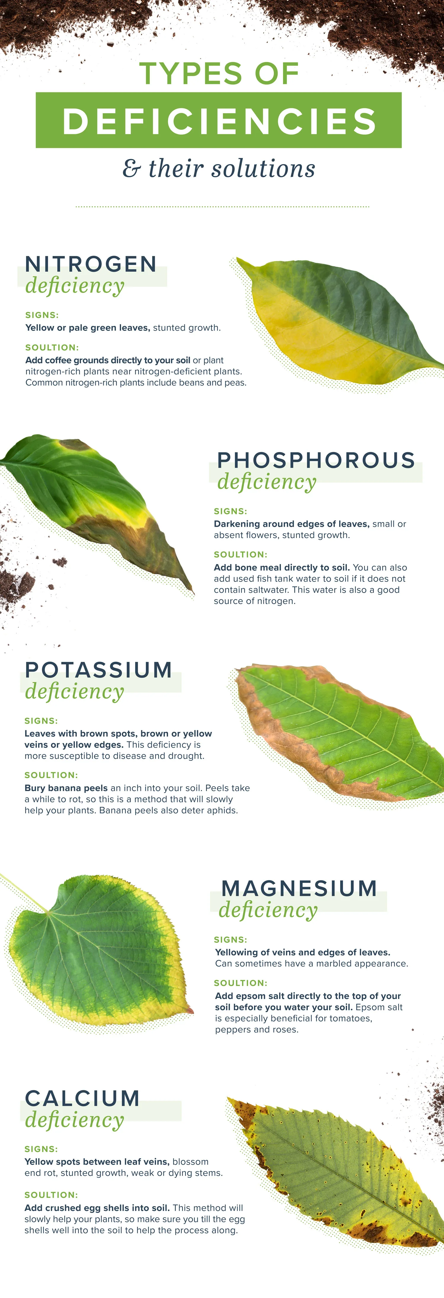 Homemade-plant-food-IG