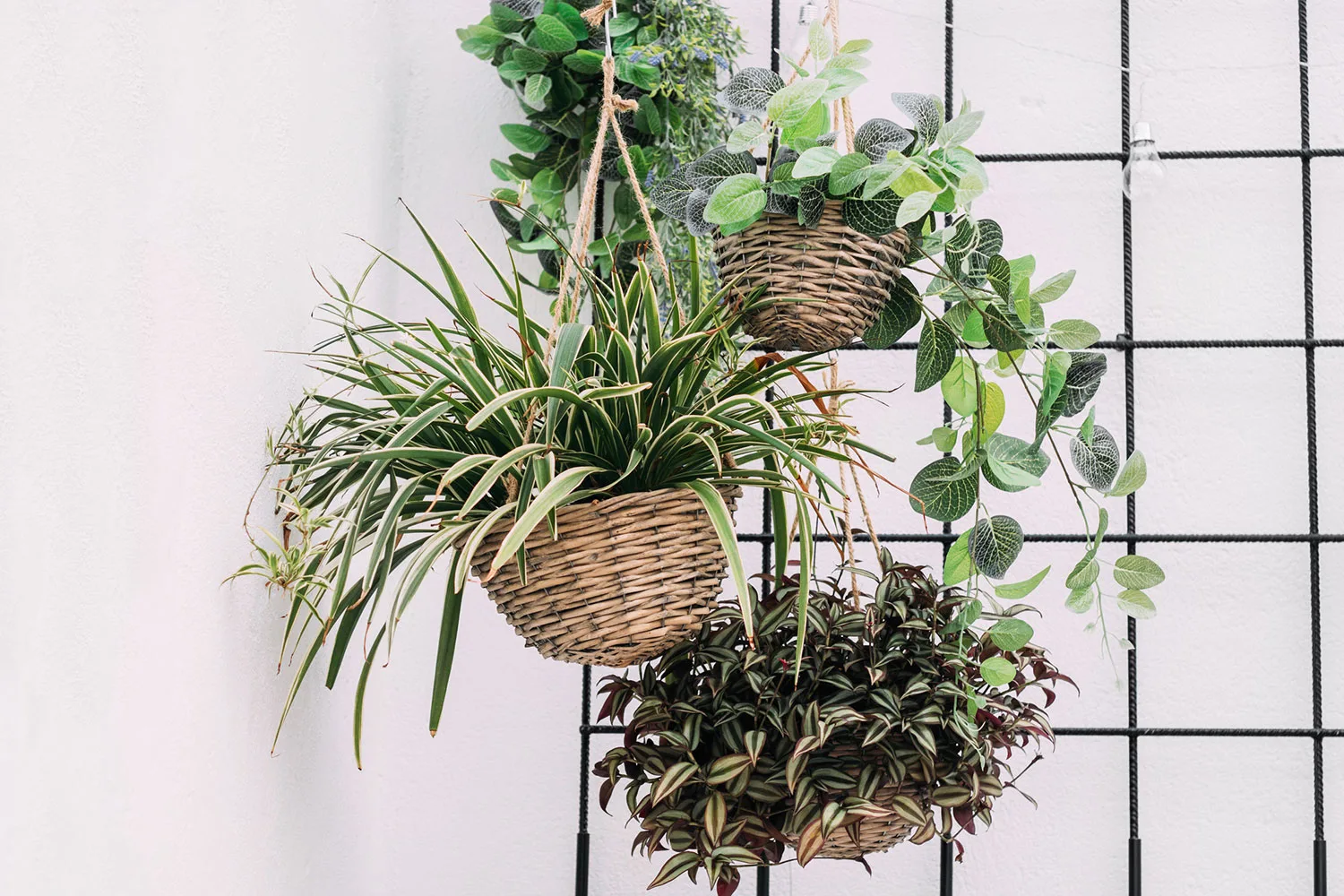 homemade-plant-food-POST-IMG01