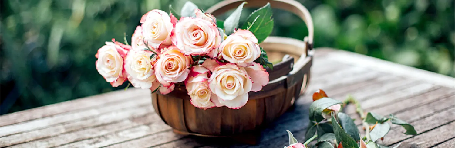 how-long-do-cut-roses-last-thumbnail