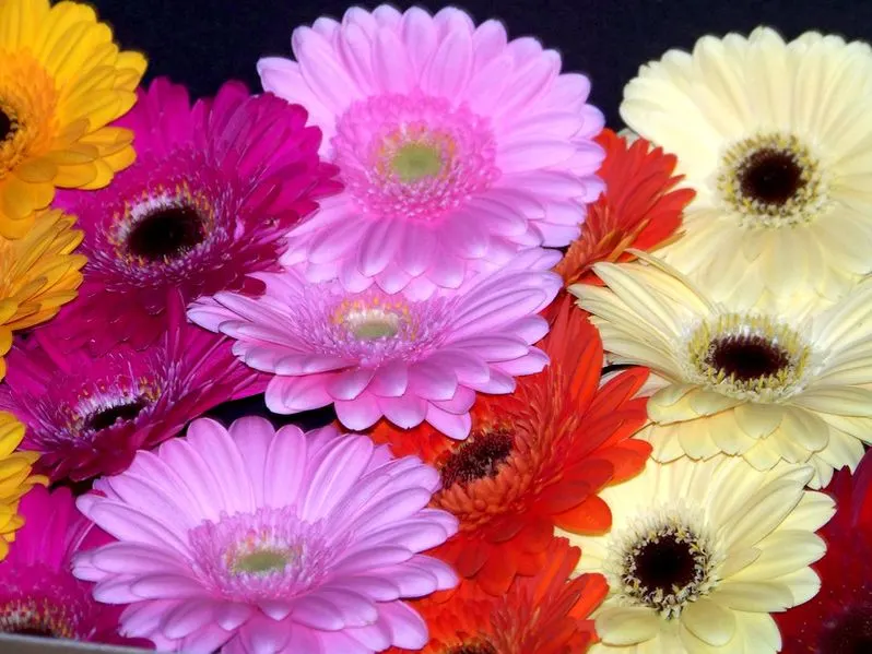 How to Make Gerbera Daisies Bloom More