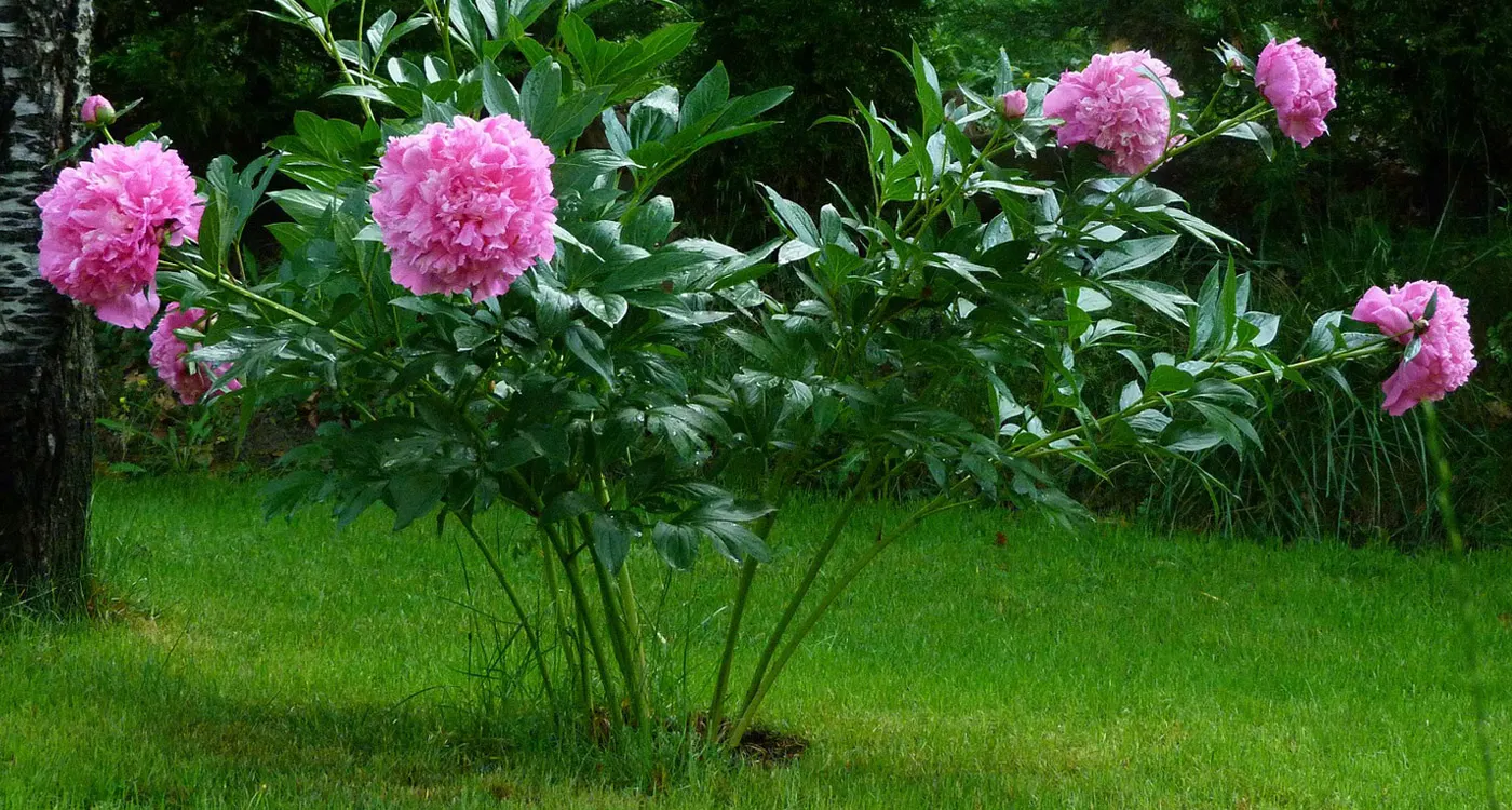 Indiana State Flower - Peony