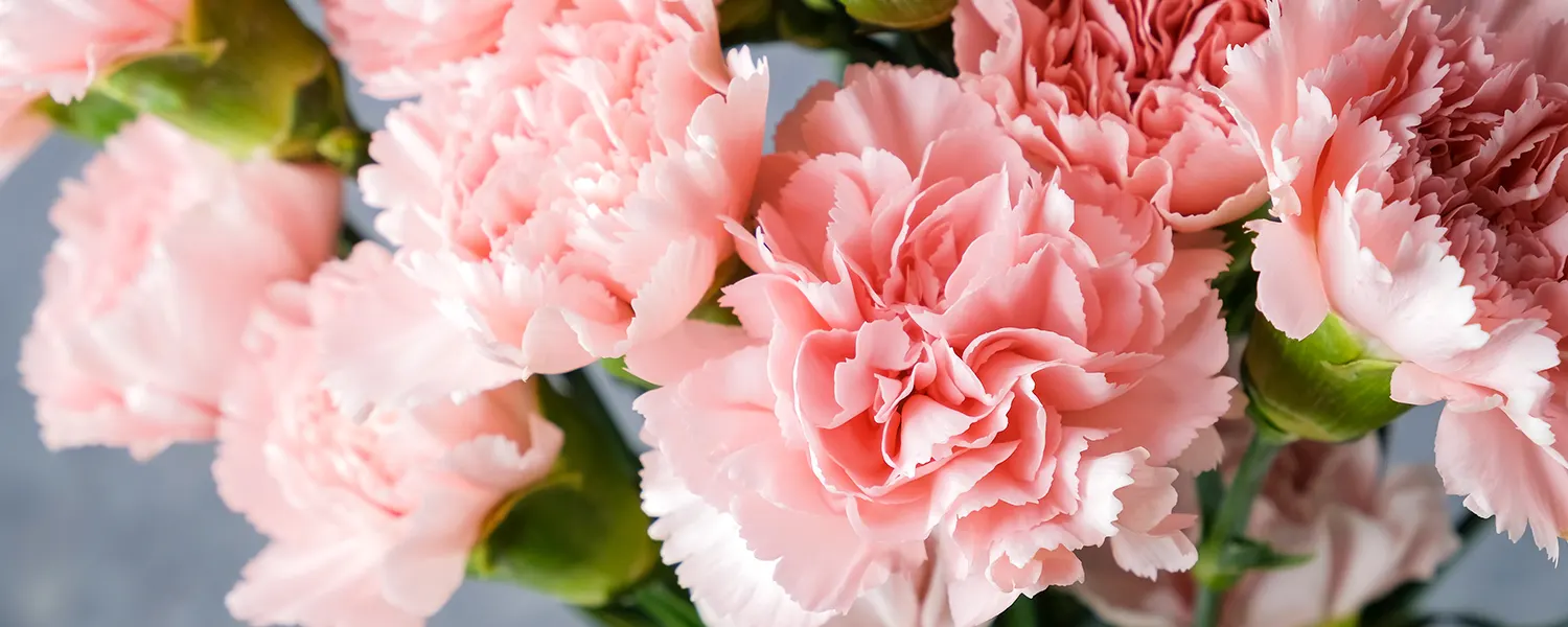 January Birth Flower + More: Carnation