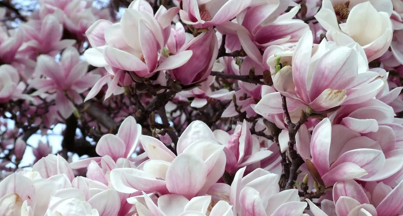 Louisiana State Flower - The Magnolia