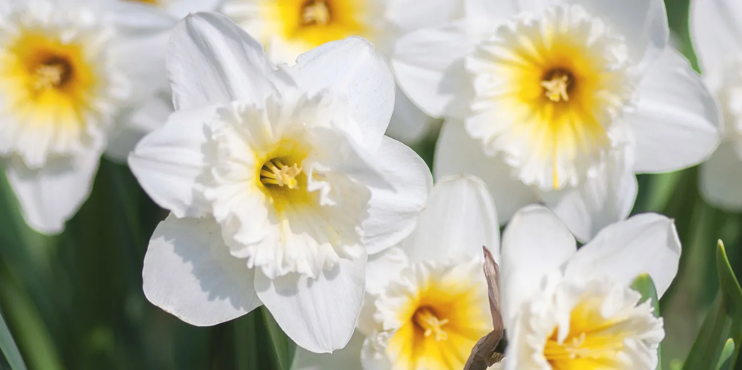 march-birth-flower-thumbnail