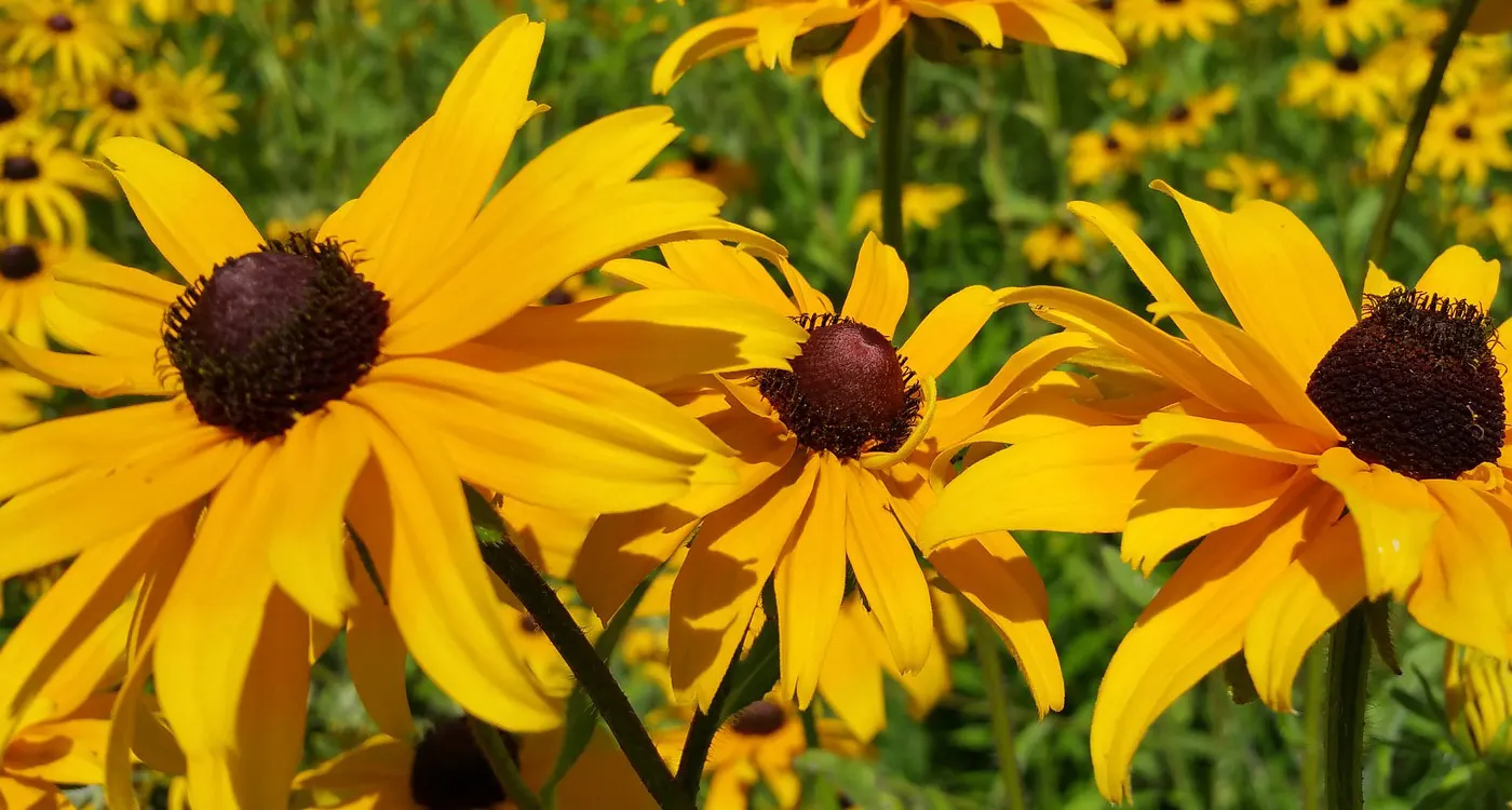 Maryland State Flower - Black-Eyed Susan