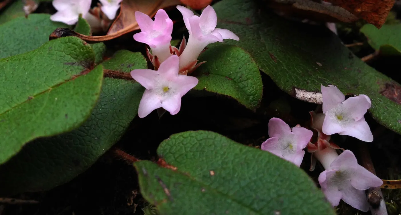 Massachusetts State Flower - The Mayflower