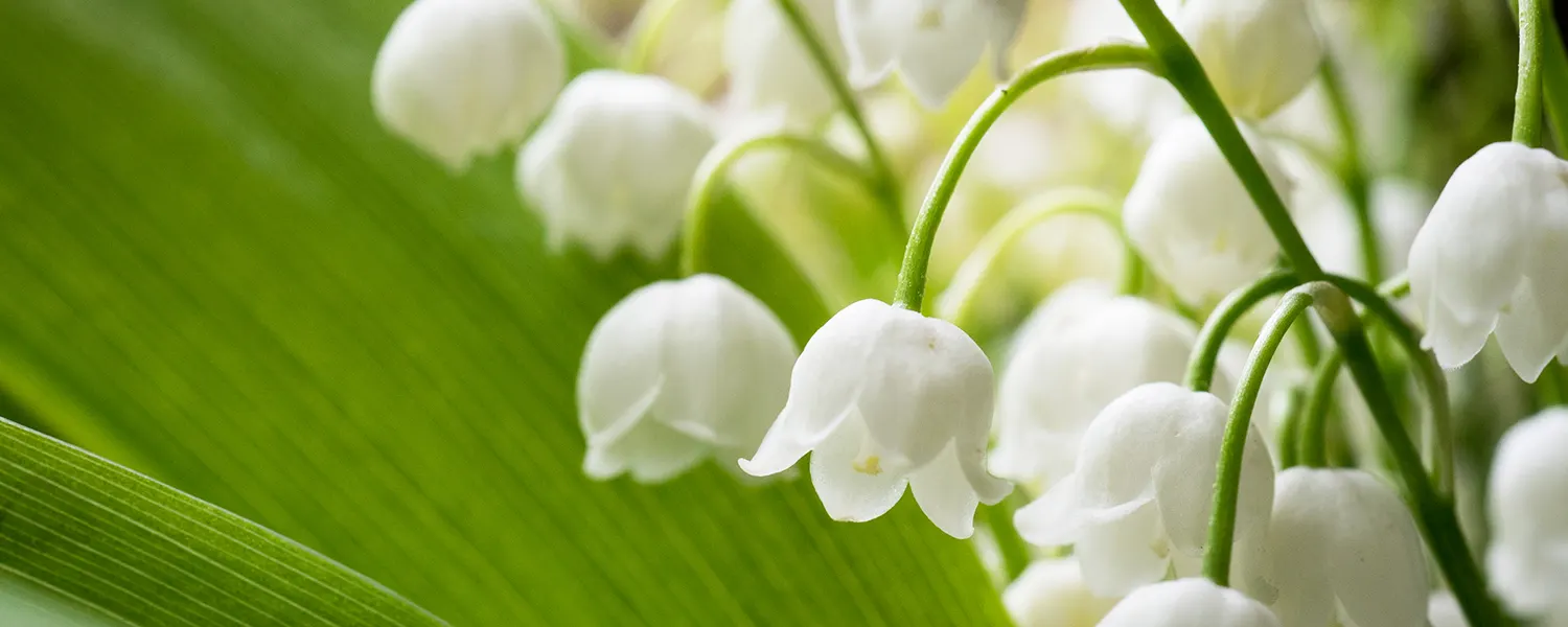 may-birth-flower-hero-1