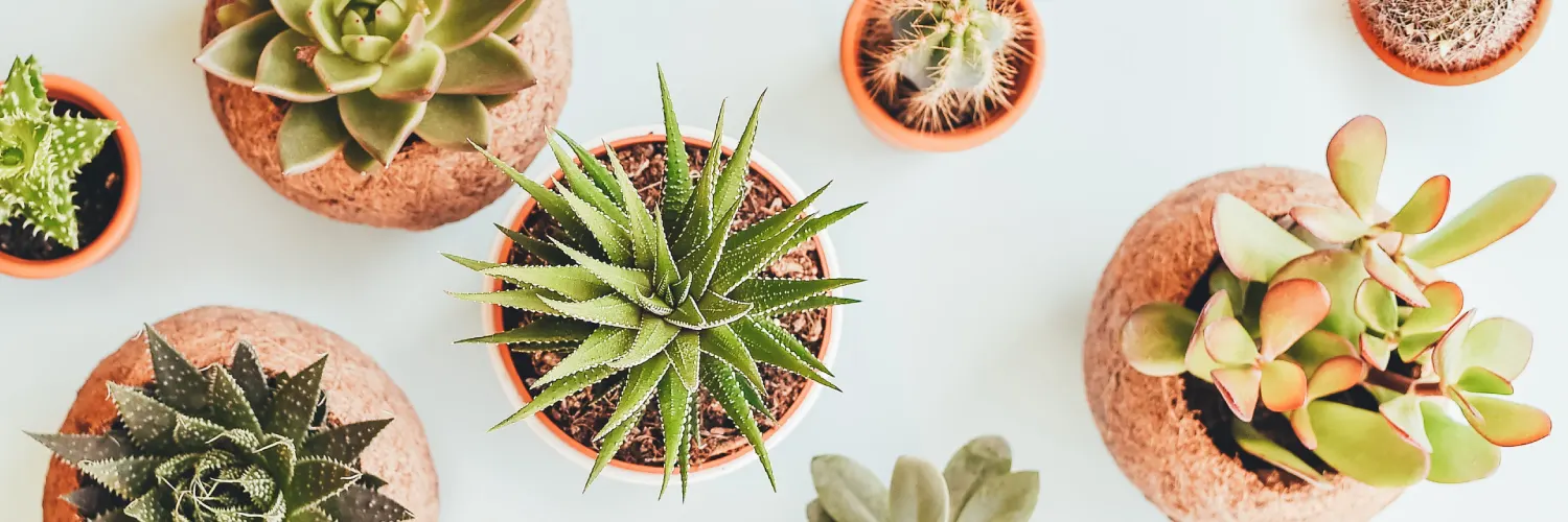 mini-succulents-thumb