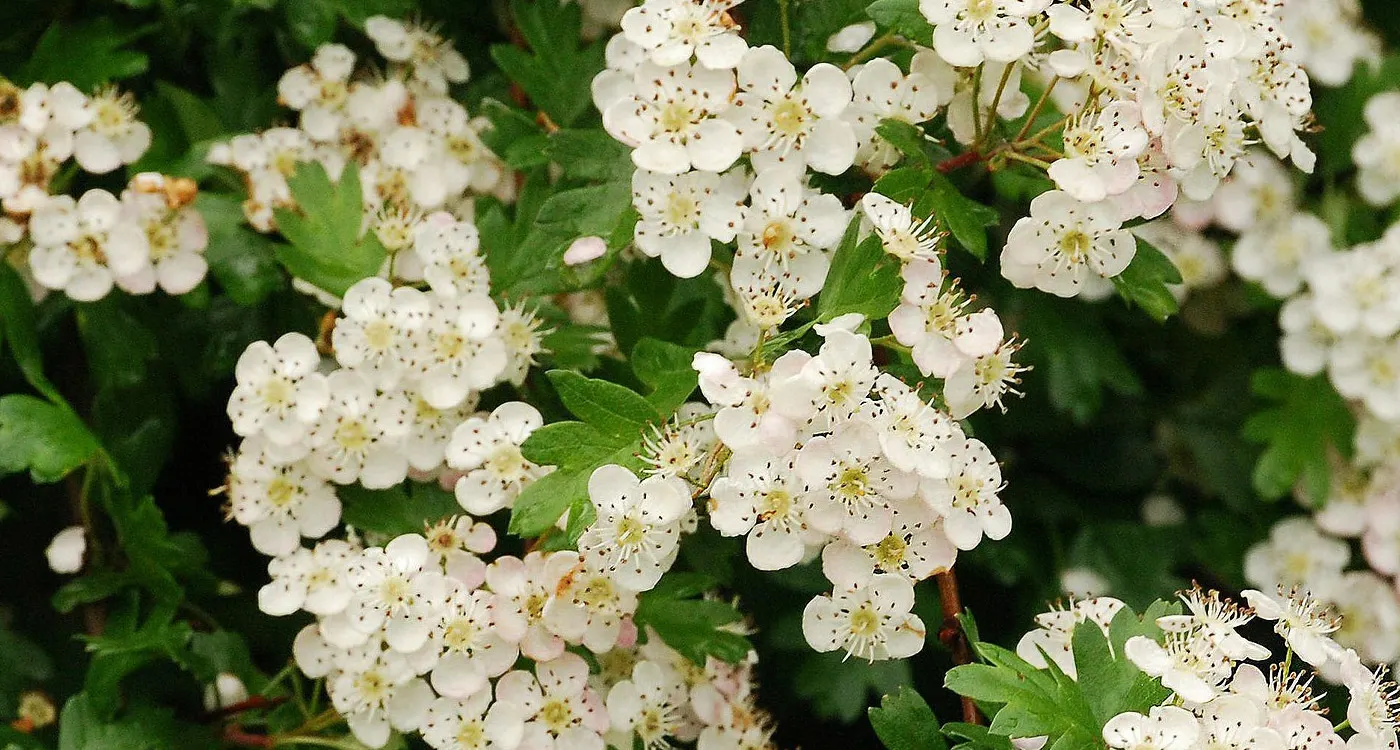 Missouri State Flower - The White Hawthorn Blossom