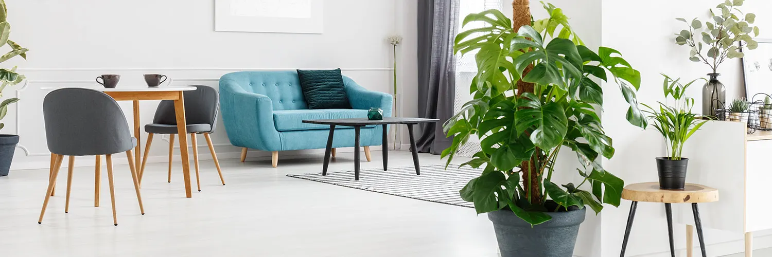 monstera-care-thumbnail