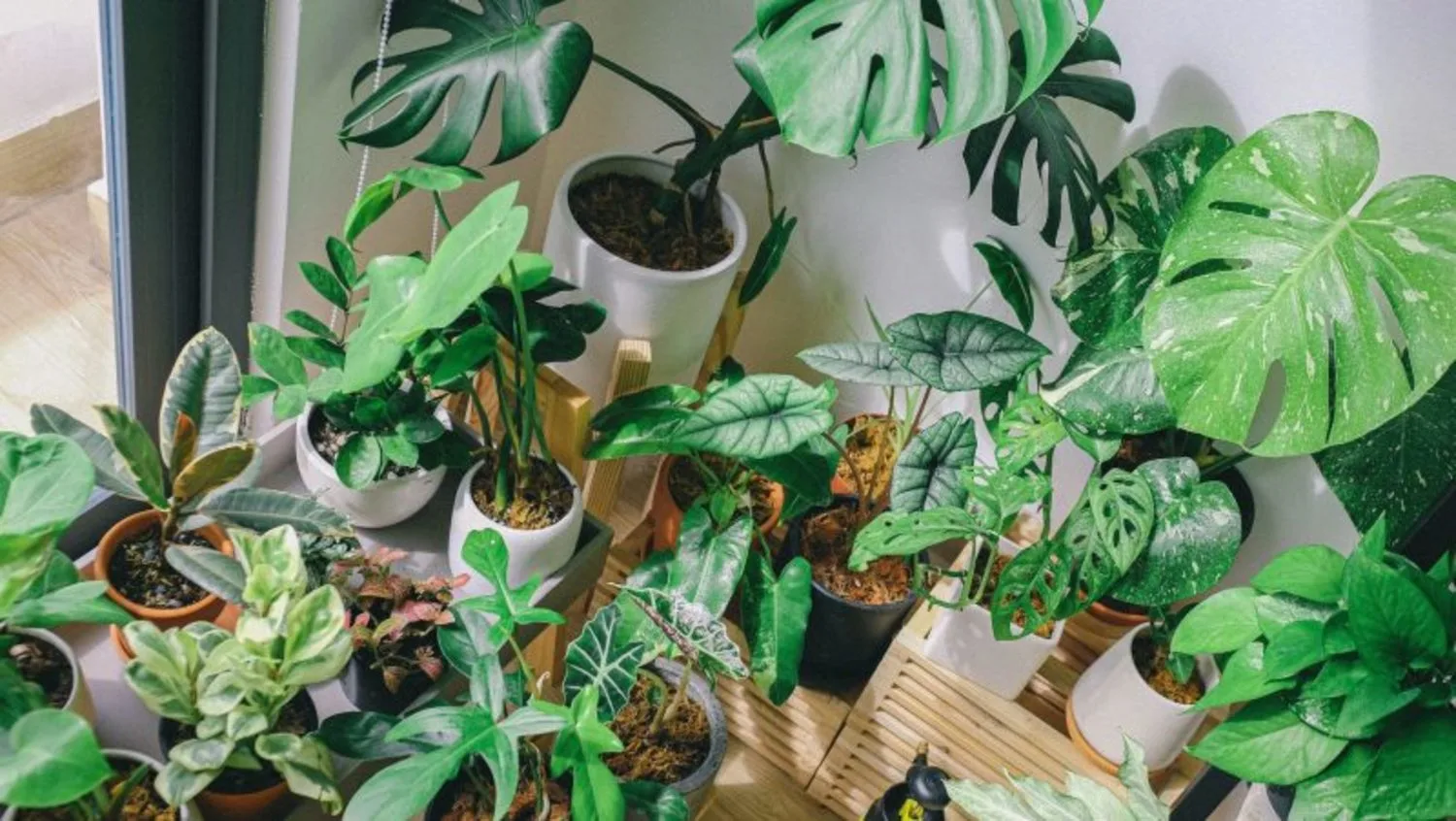 National Houseplant Day: Houseplant Appreciation Day 2021