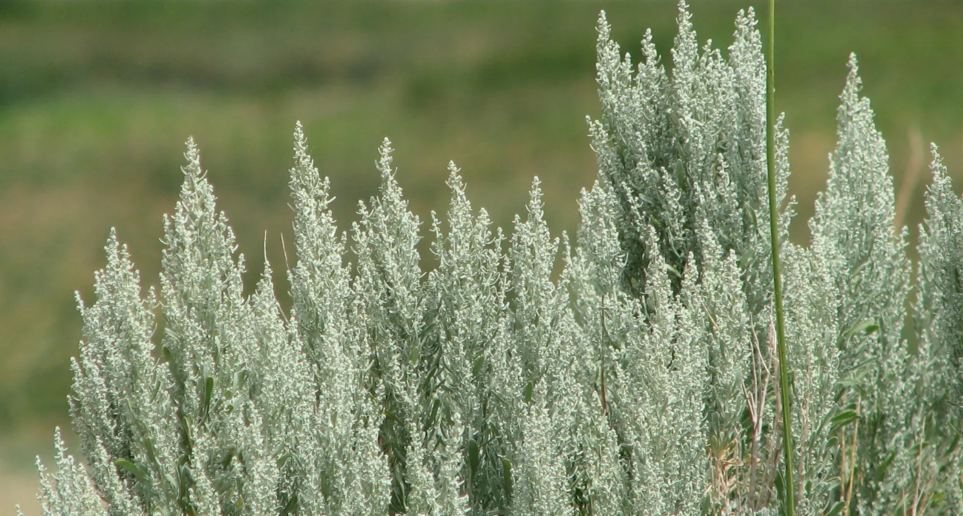 Nevada State Flower – The Sagebrush