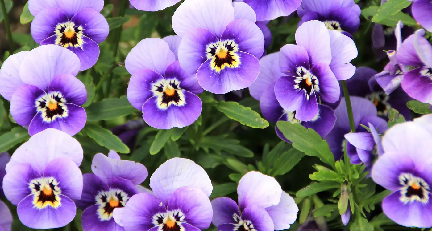 New Jersey State Flower - The Common Meadow Violet
