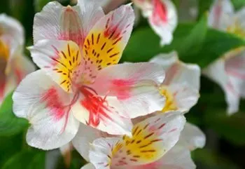 new-white-peruvian-lily-thumb