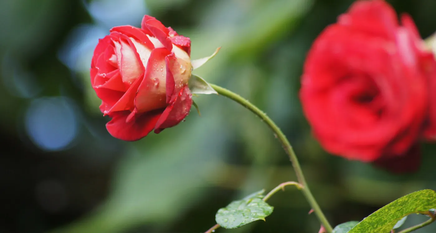 New York State Flower - The Rose