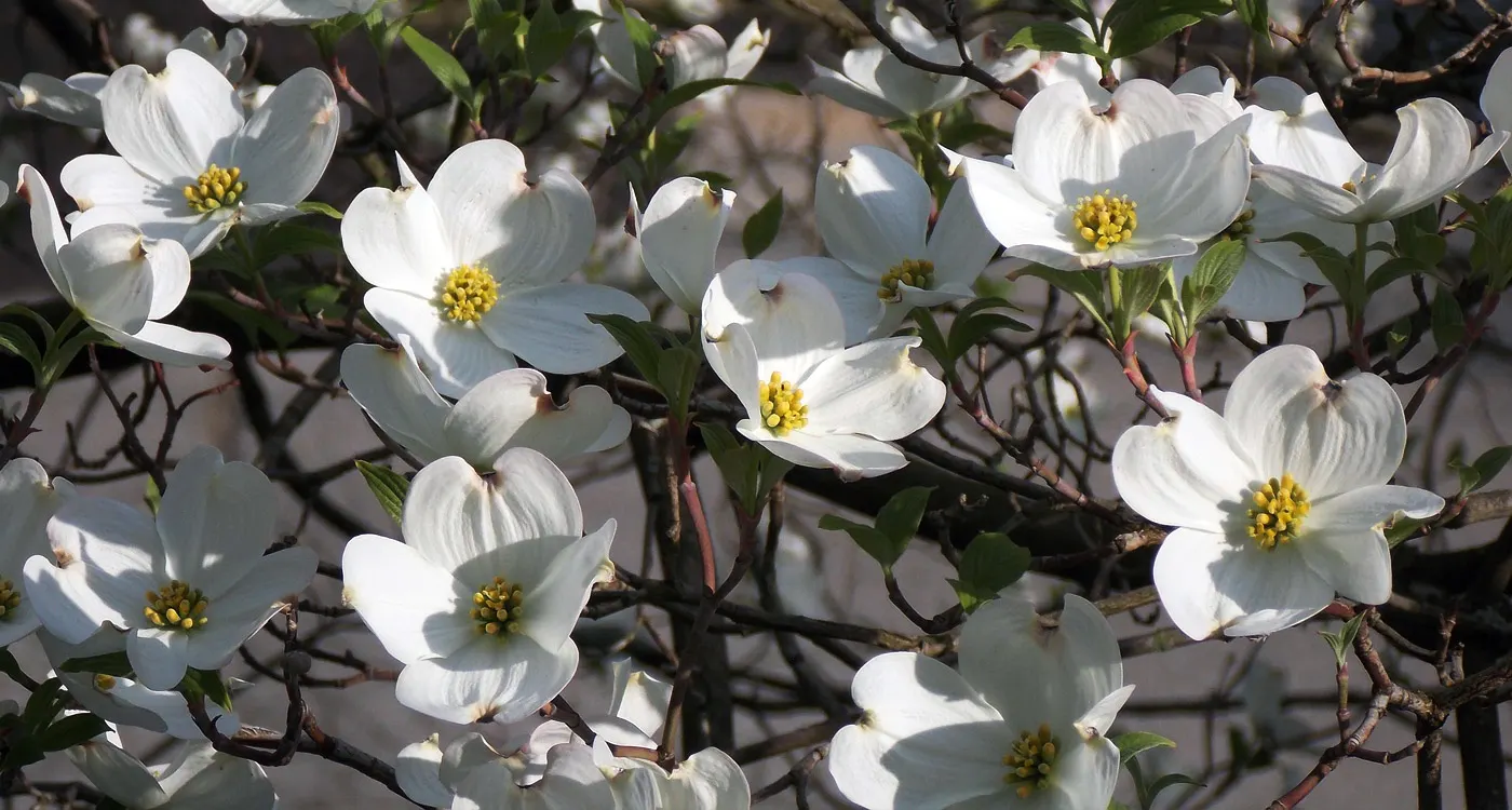 North Carolina State Flower - The Flowering Dogwood