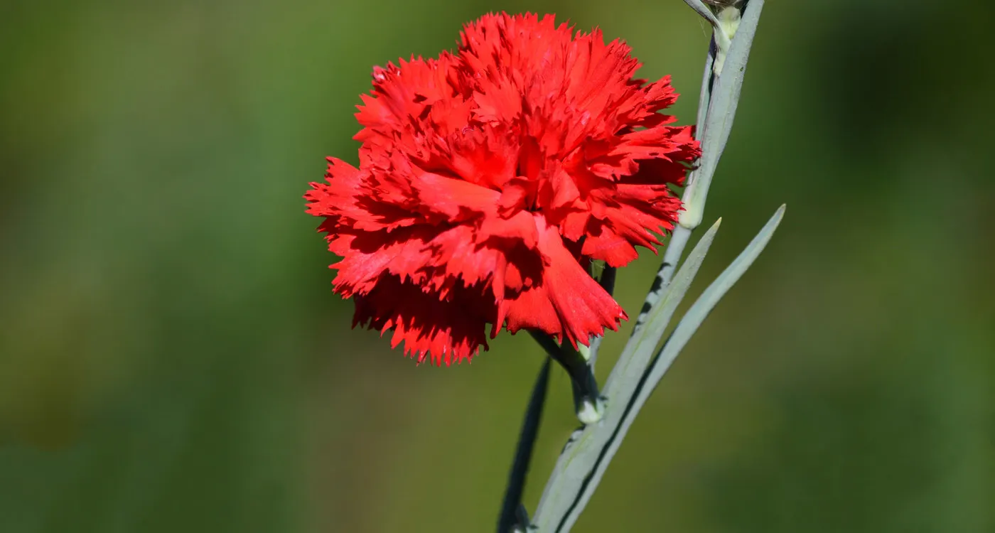 Ohio State Flower - Scarlet Carnation
