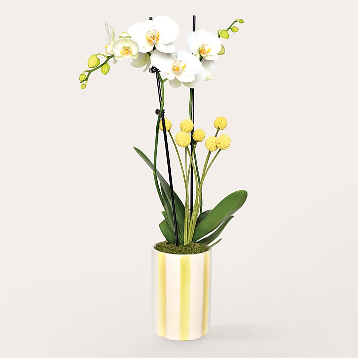 product image for Pure Sunshine Yellow and White Orchid