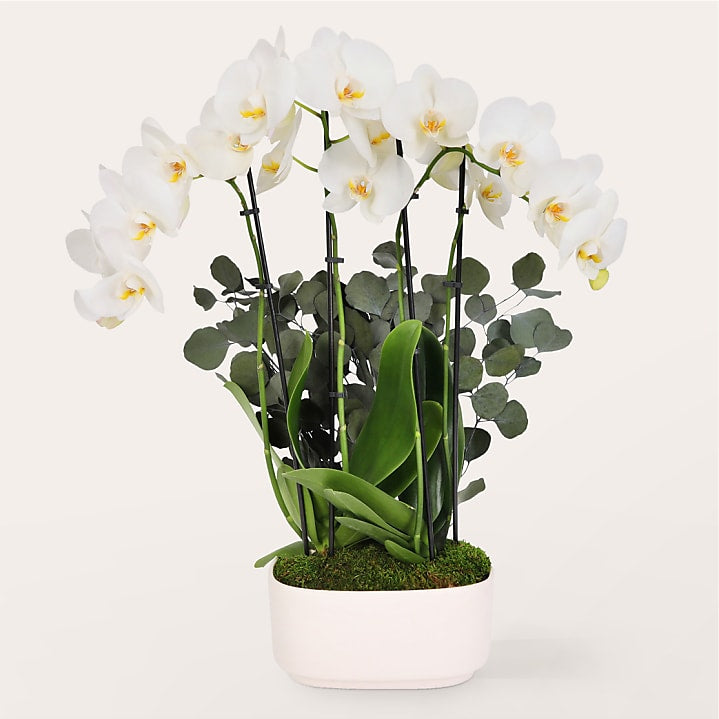 product image for Elegant White Orchid
