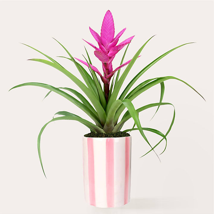 product image for Precious Pink Bromeliad