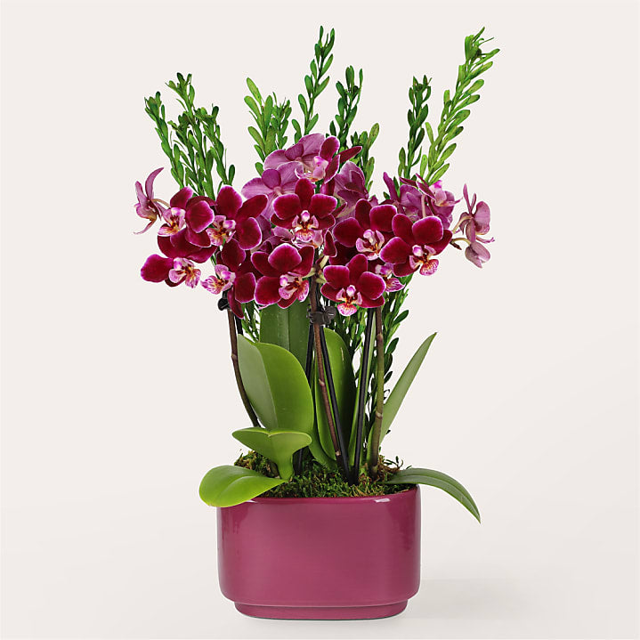 product image for Passion's Escape Mini Orchid Garden